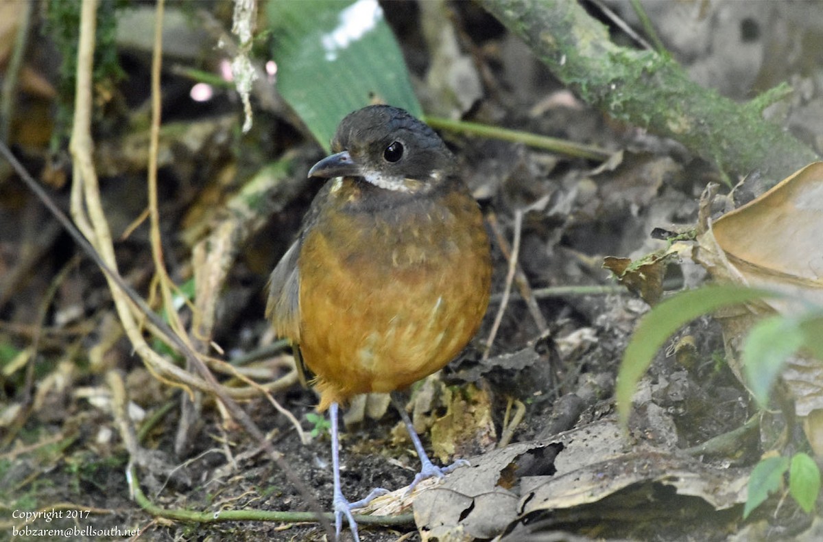 Moustached Antpitta - ML66641131