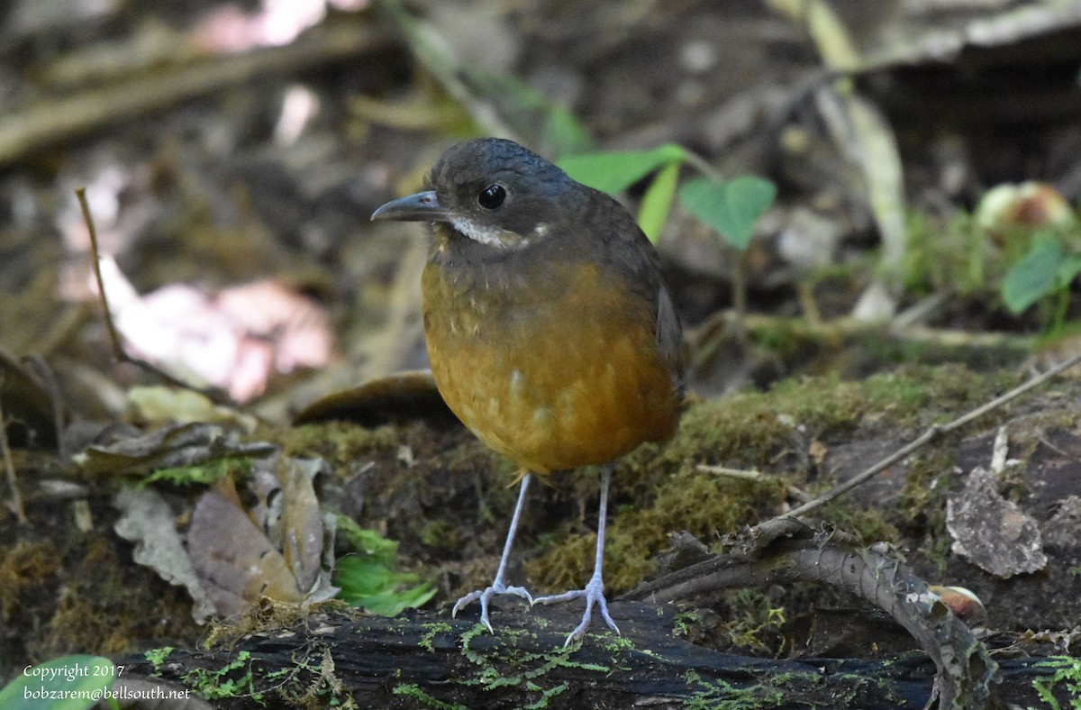 Moustached Antpitta - ML66641161