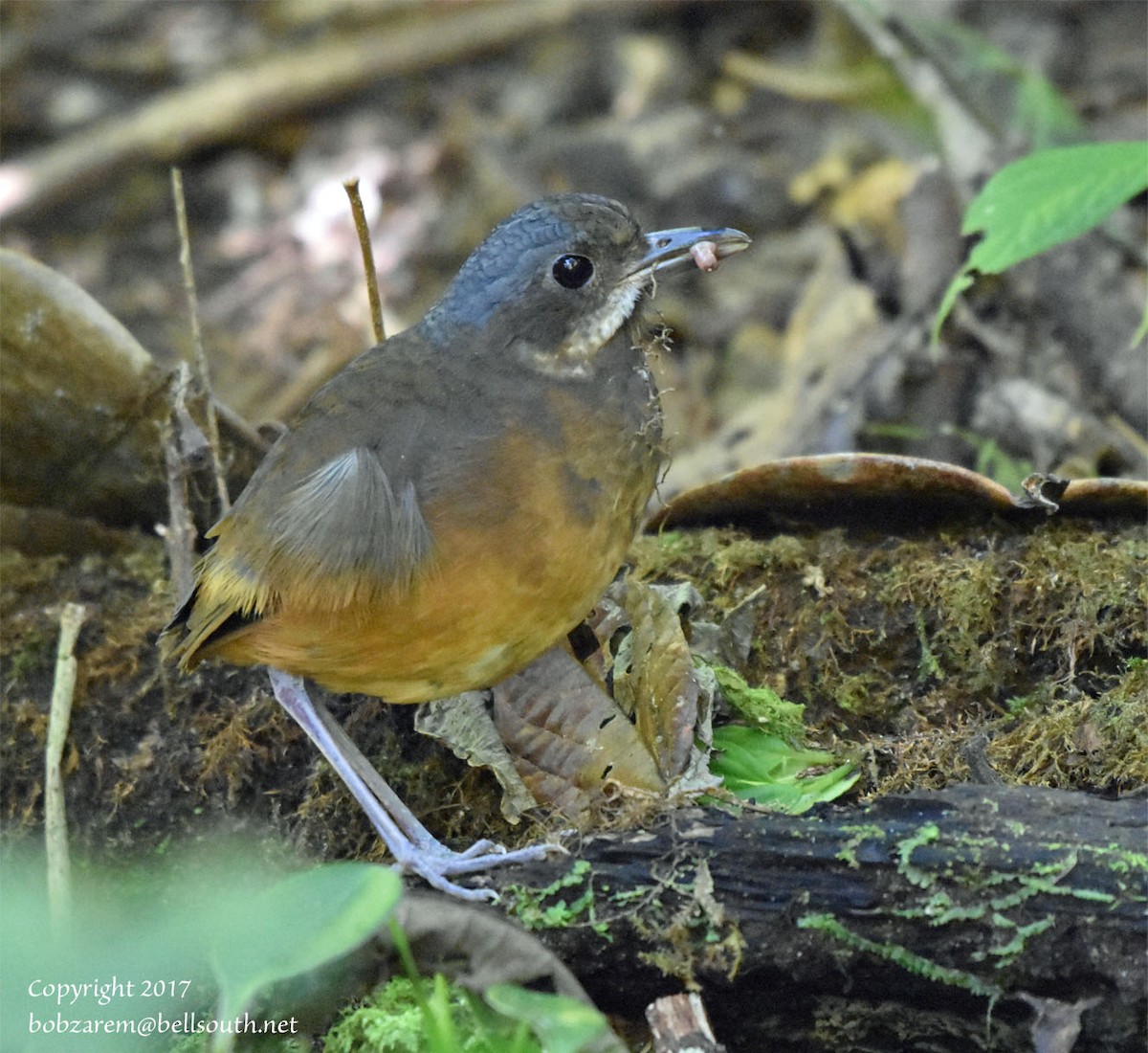 Moustached Antpitta - ML66641201