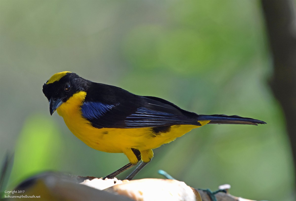 Blue-winged Mountain Tanager - ML66641591