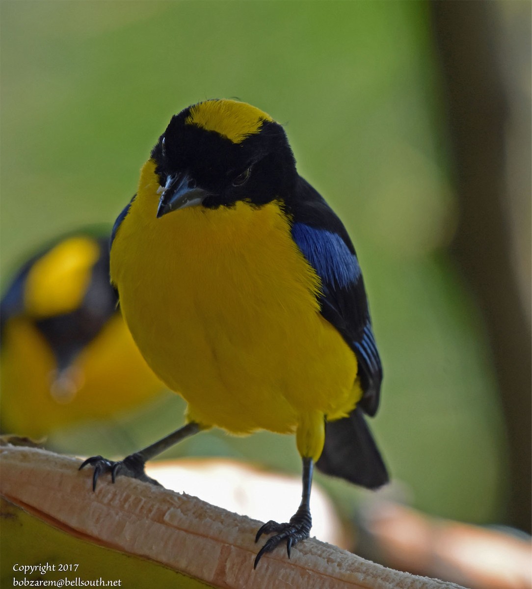 Blue-winged Mountain Tanager - ML66641621