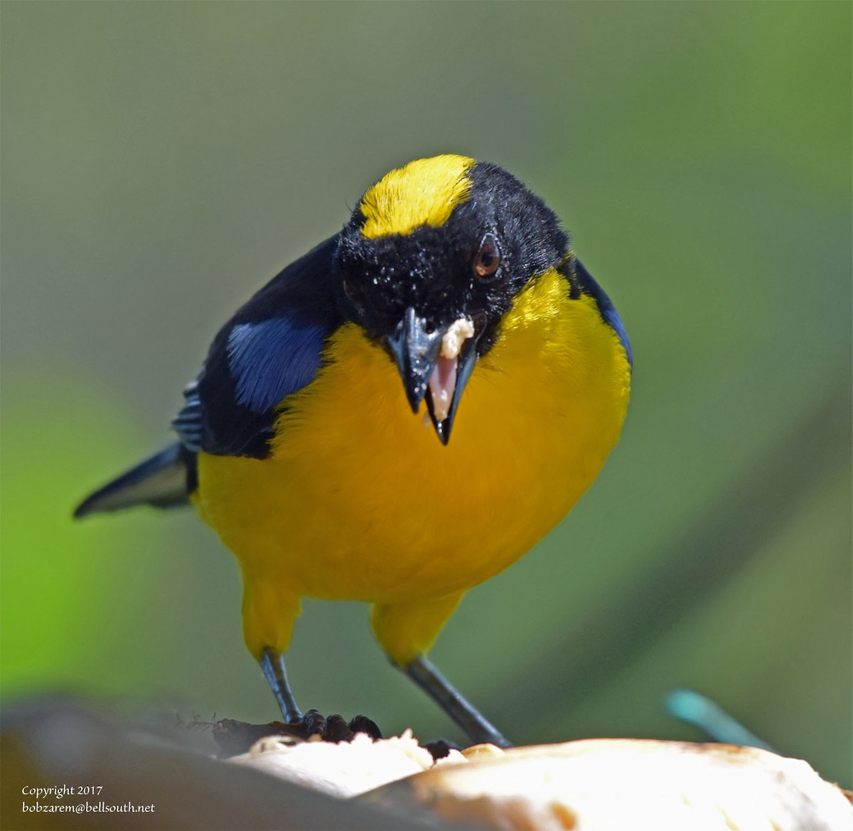Blue-winged Mountain Tanager - ML66641631