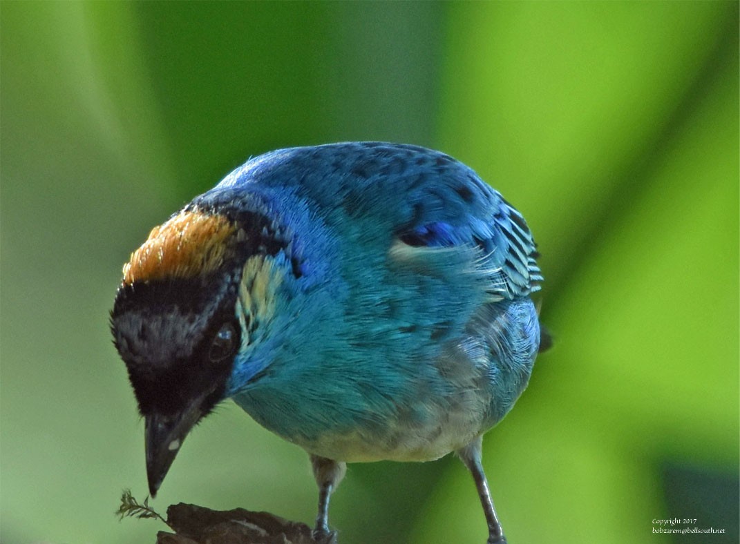 Golden-naped Tanager - ML66641751