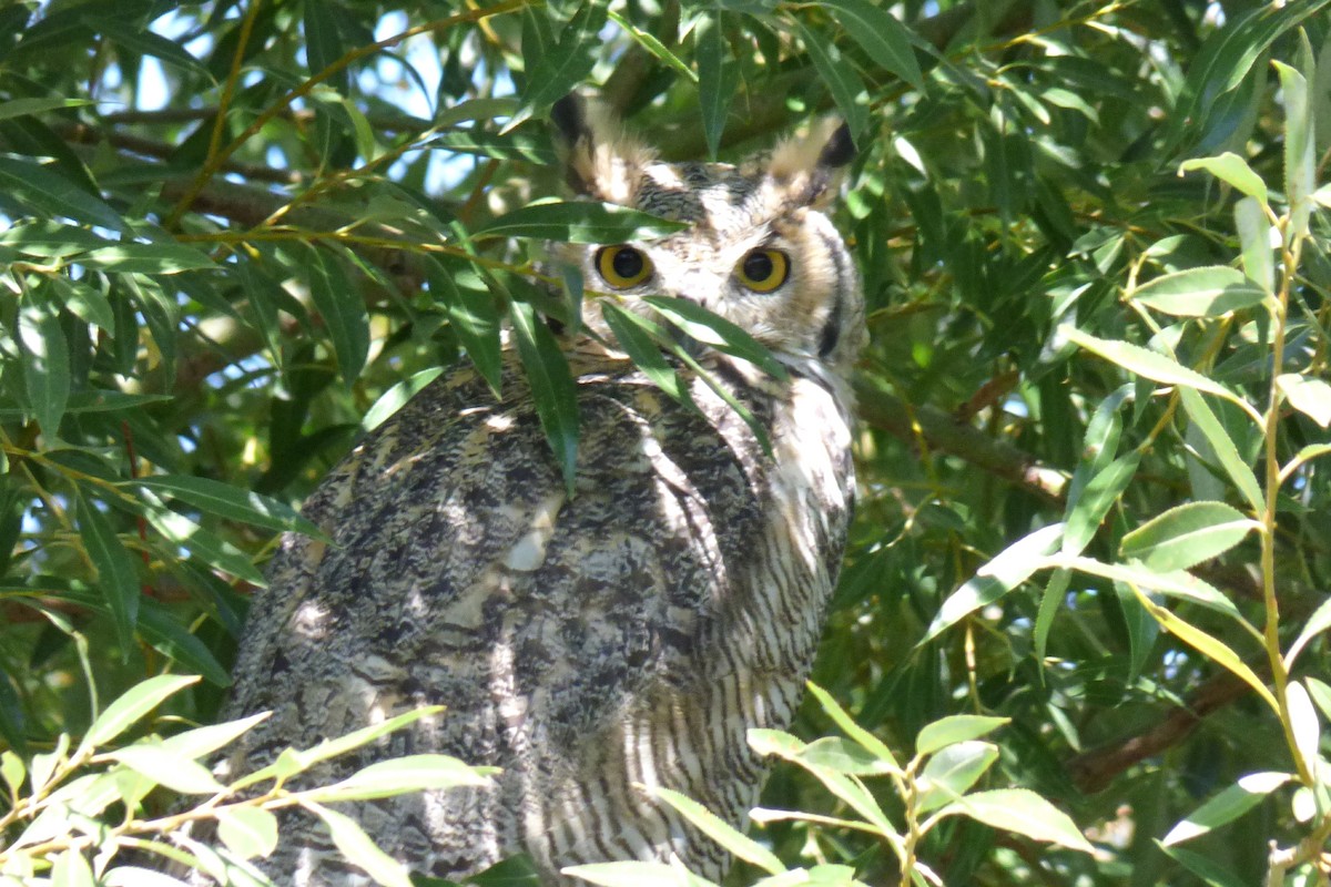 Great Horned Owl - Laurie Koepke