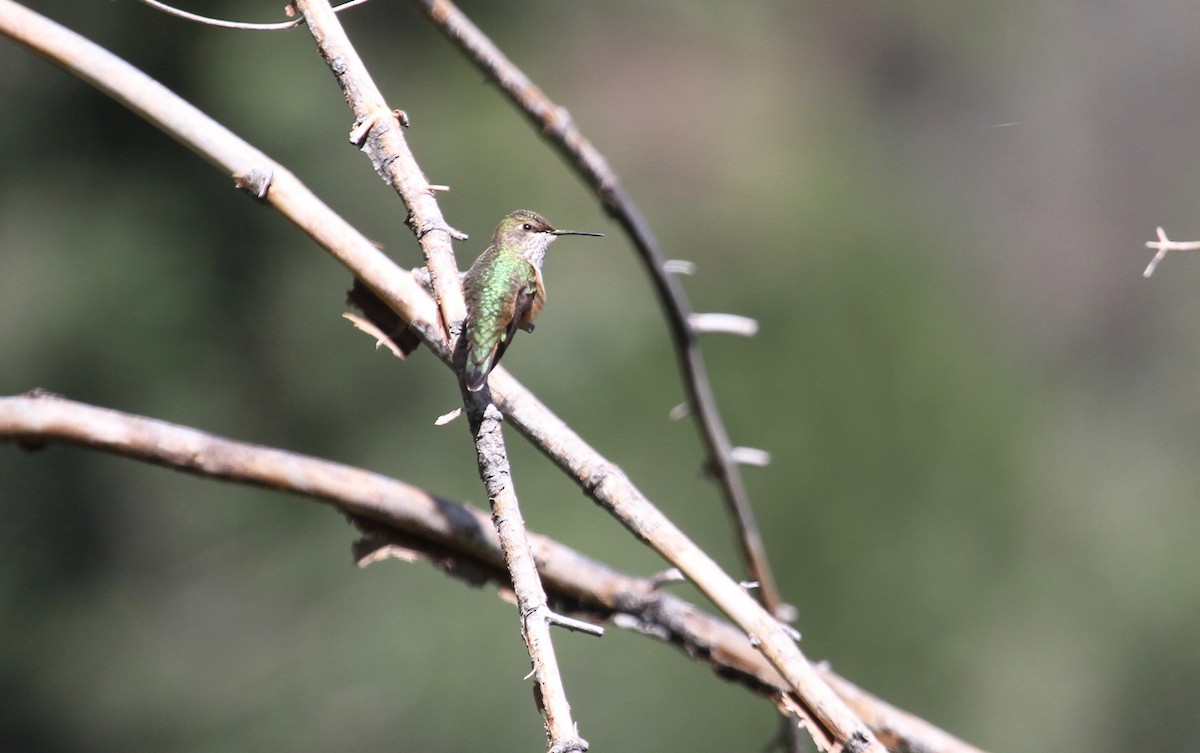 Broad-tailed Hummingbird - Ryan Terrill