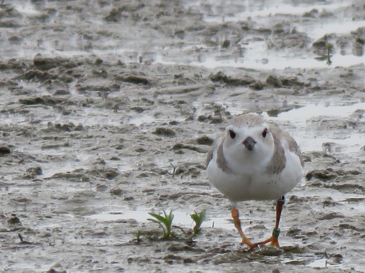 Piping Plover - Jack Swelstad