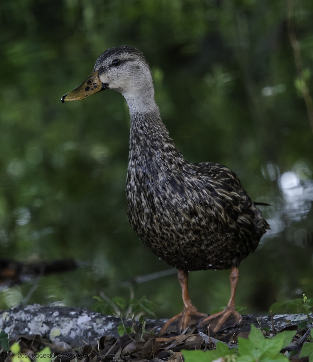 Mottled Duck - Rogério Rodrigues