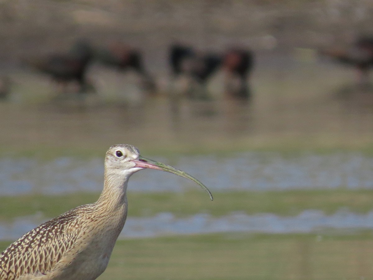 Long-billed Curlew - ML66650071