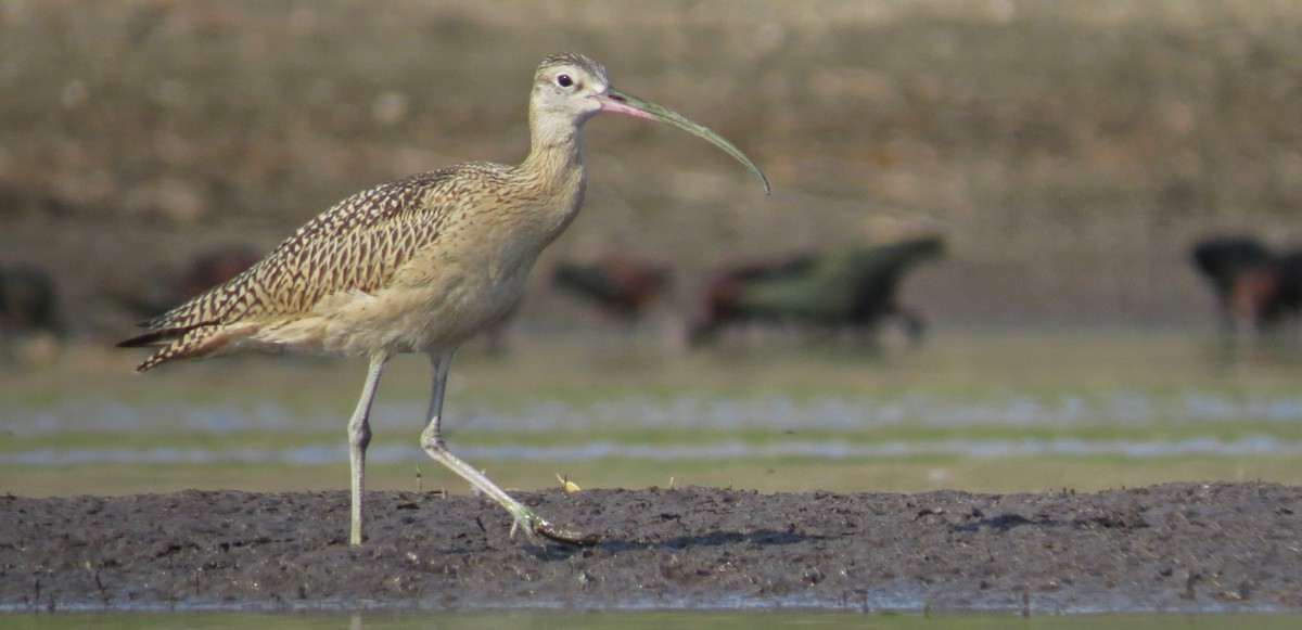 Long-billed Curlew - ML66650091