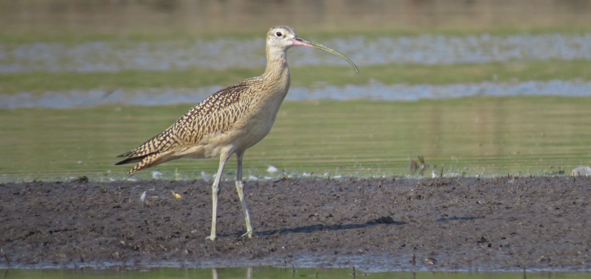 Long-billed Curlew - ML66650101
