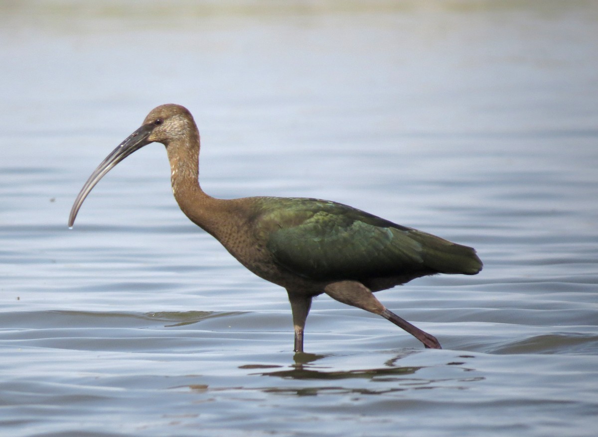 ibis americký - ML66650131