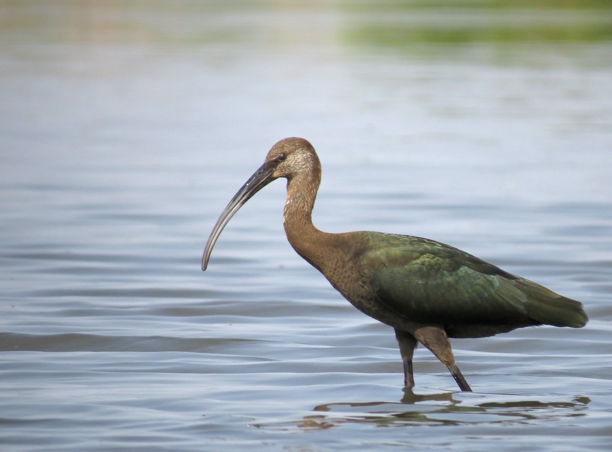 ibis americký - ML66650141