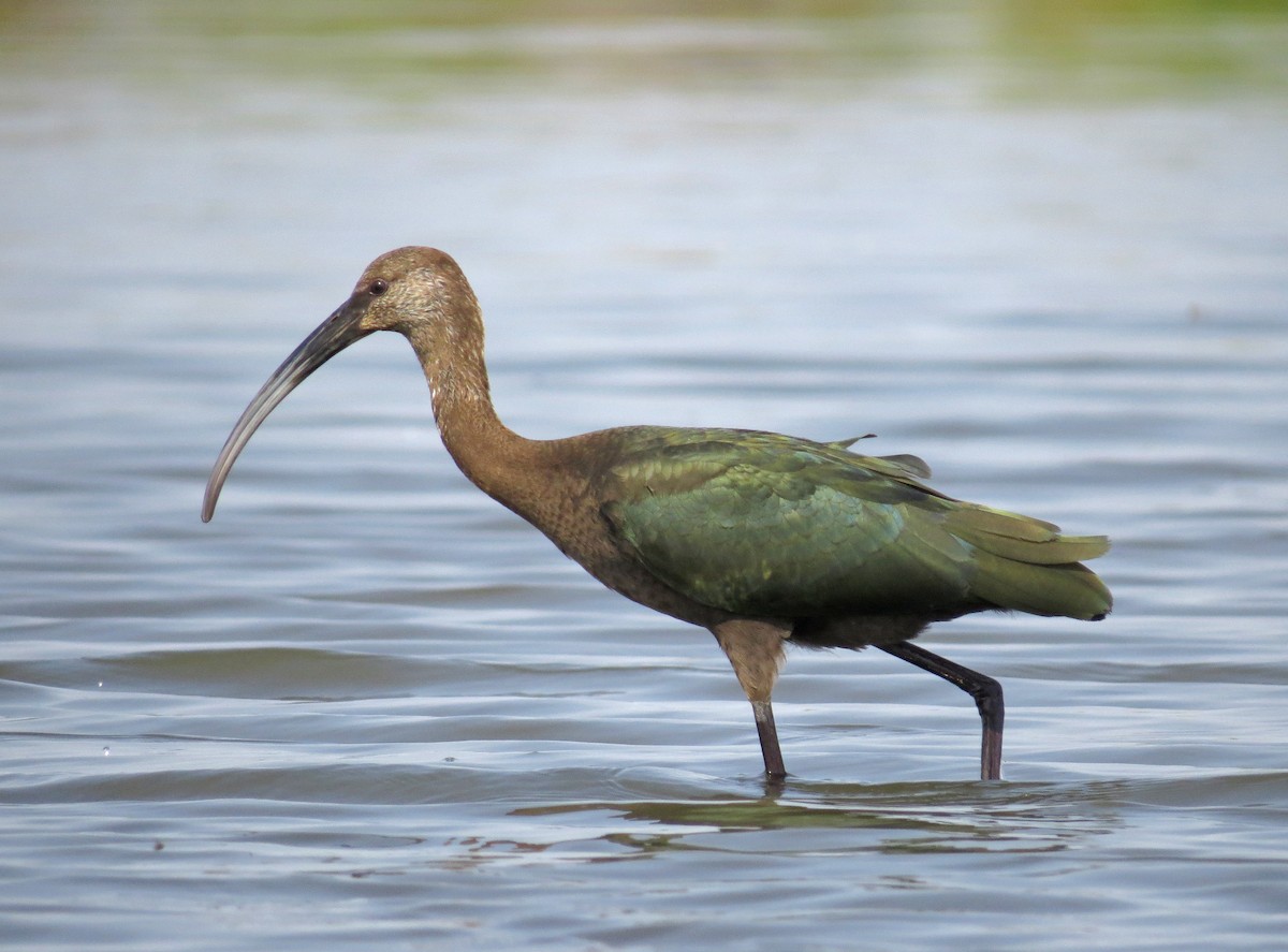 ibis americký - ML66650161