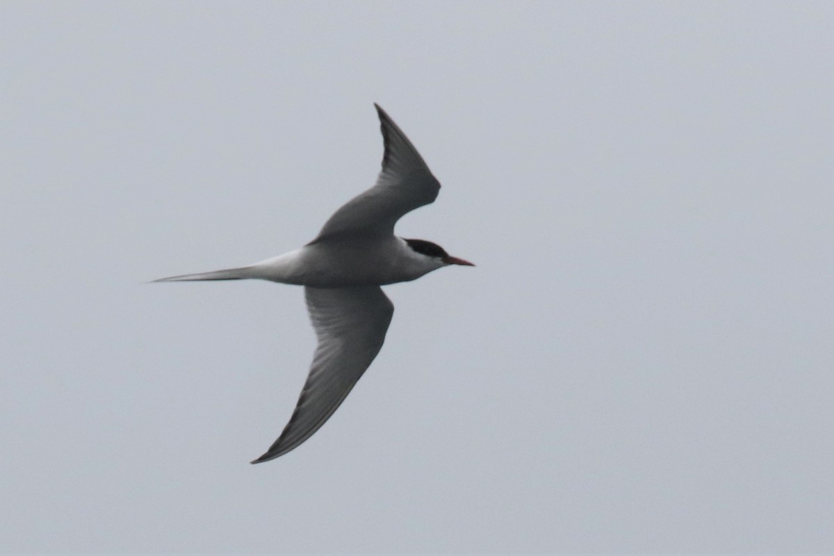 Arctic Tern - mario balitbit
