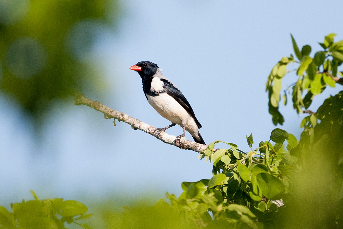 Red-billed Pied Tanager - Tony Palliser
