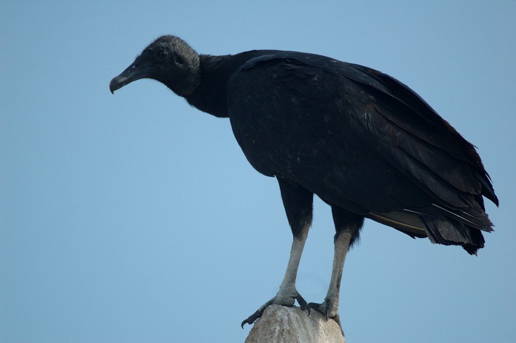 Black Vulture - Tor Egil Høgsås