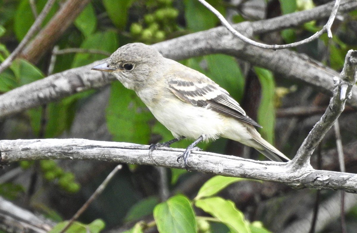Least Flycatcher - Candy Giles