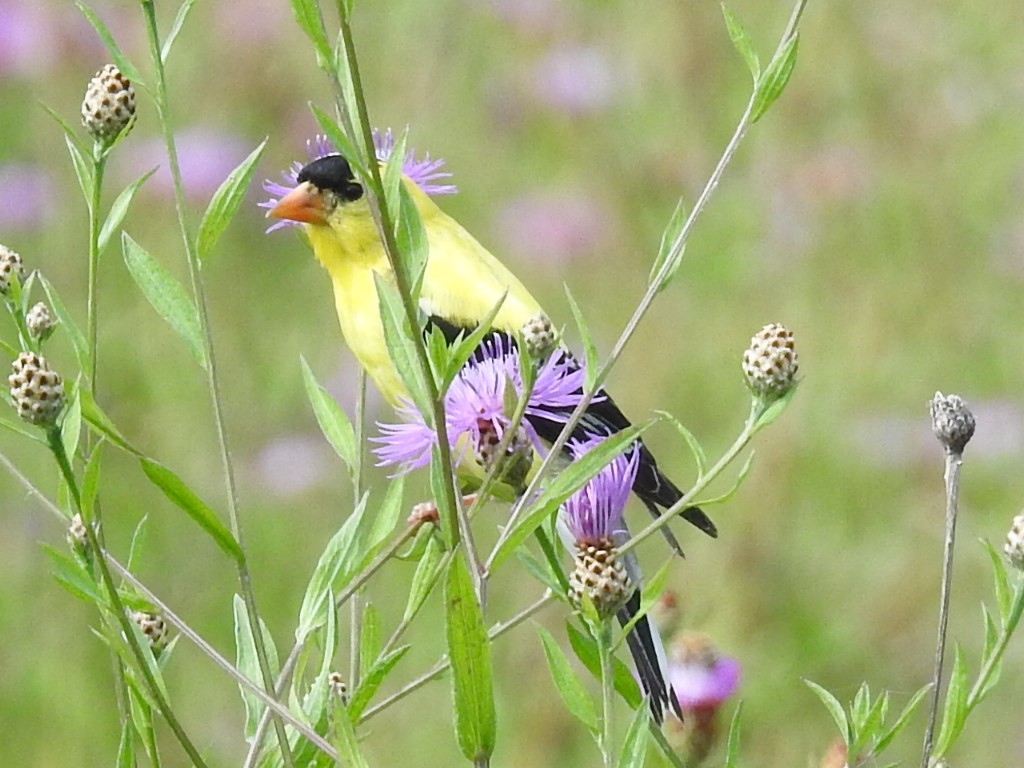 American Goldfinch - Candy Giles