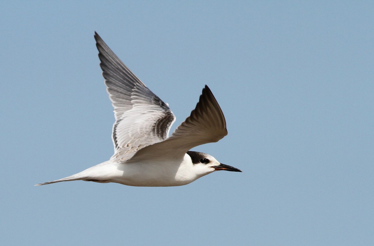 Common Tern - Jeff Ellerbusch
