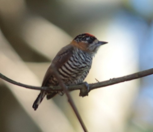 Ochre-collared Piculet - ML66665051