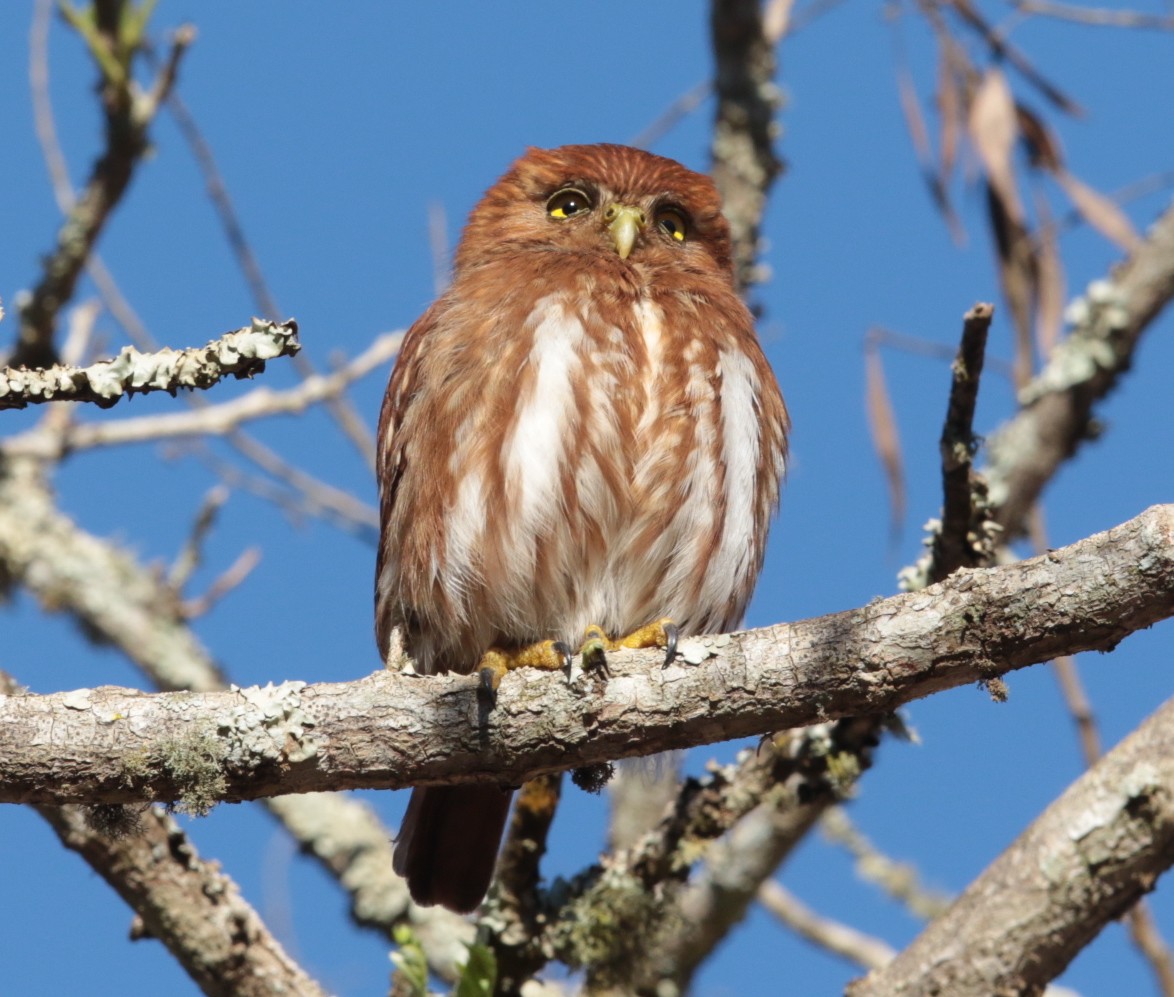 Ferruginous Pygmy-Owl - Anonymous