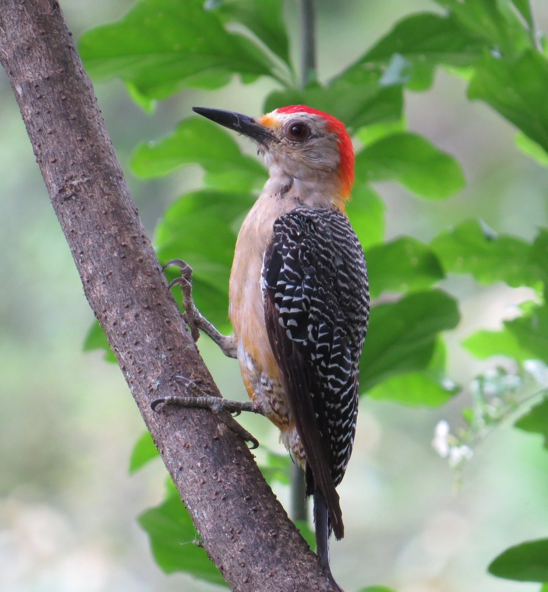 Golden-fronted Woodpecker - ML66666371