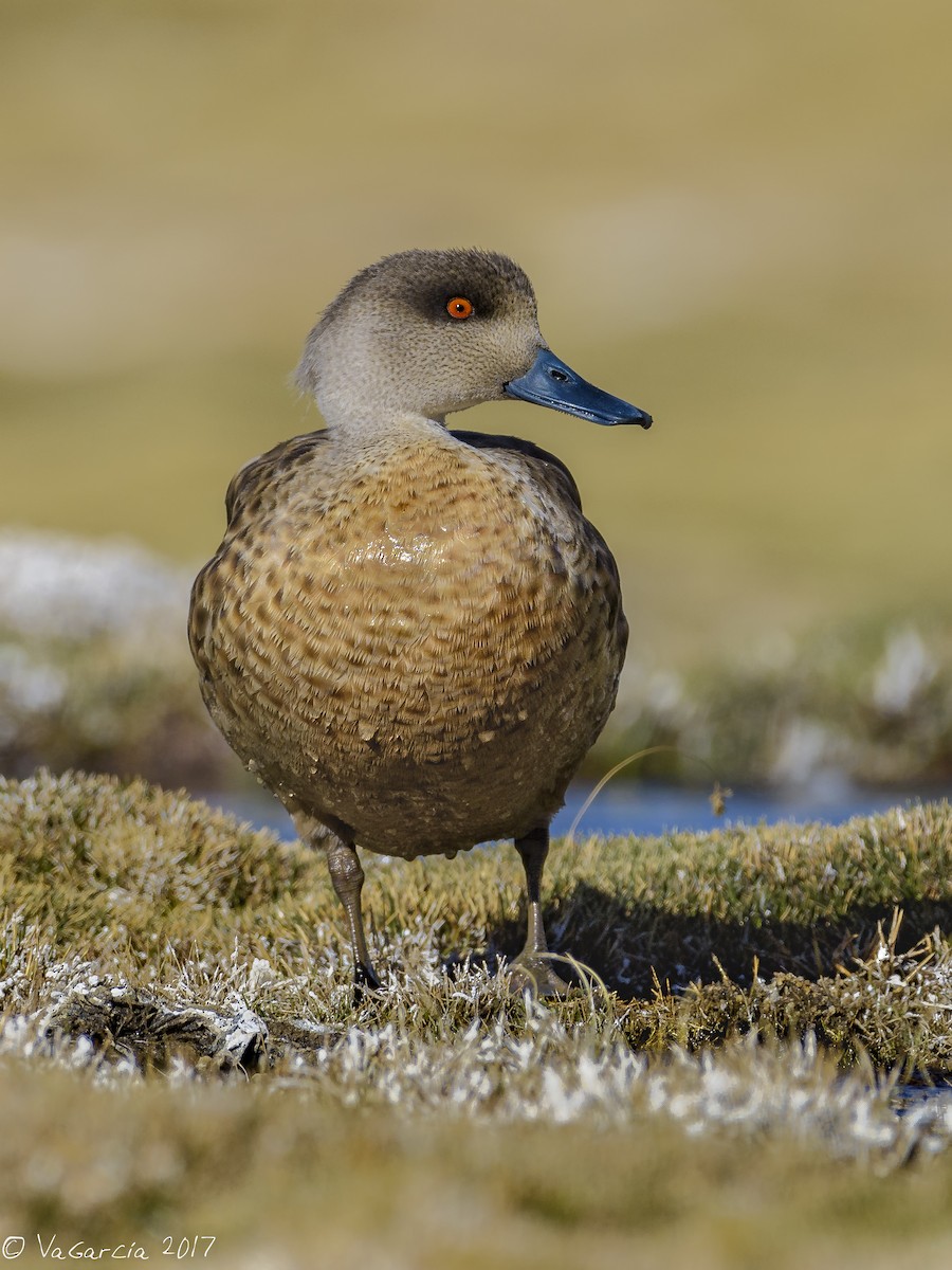 Crested Duck - ML66667131