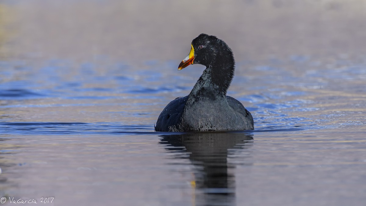 Giant Coot - ML66667521