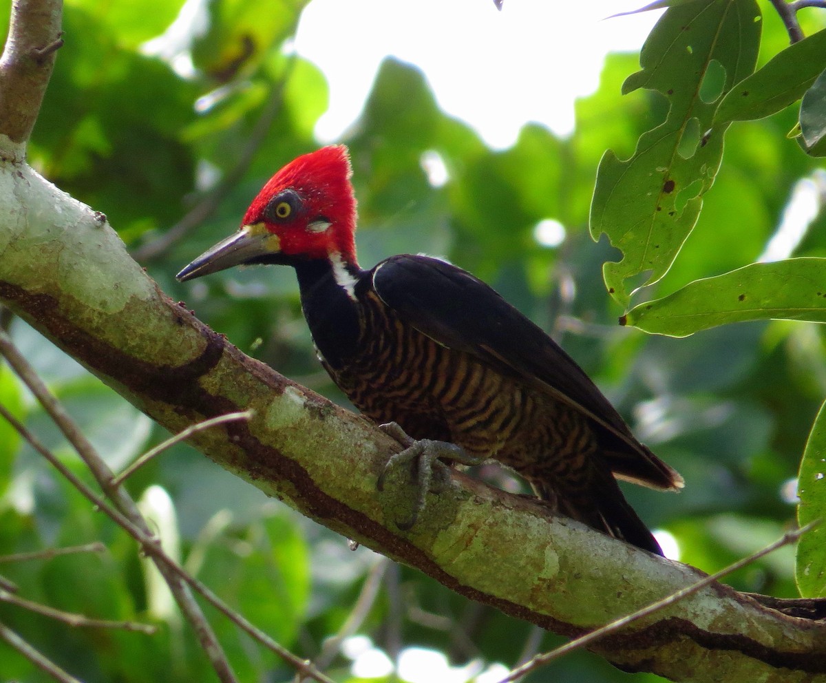 Crimson-crested Woodpecker - Steve Mayes