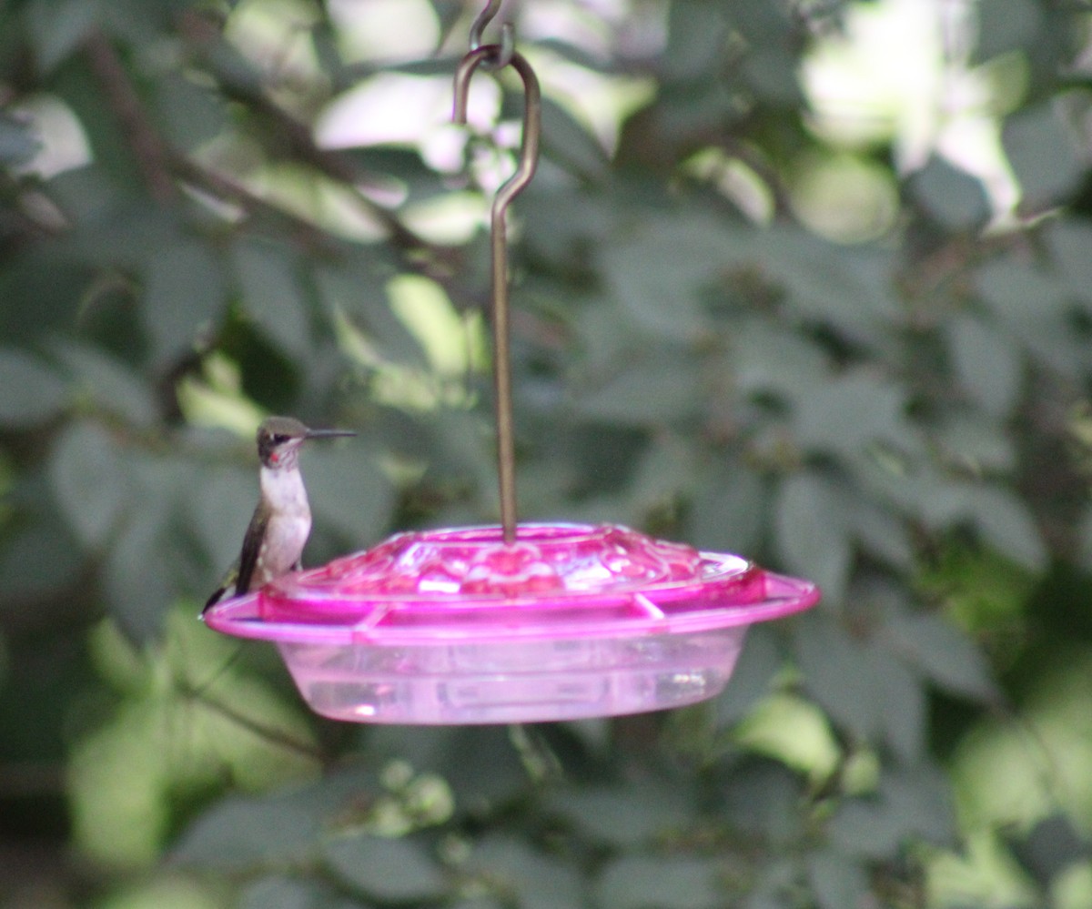 Ruby-throated Hummingbird - ML66669351
