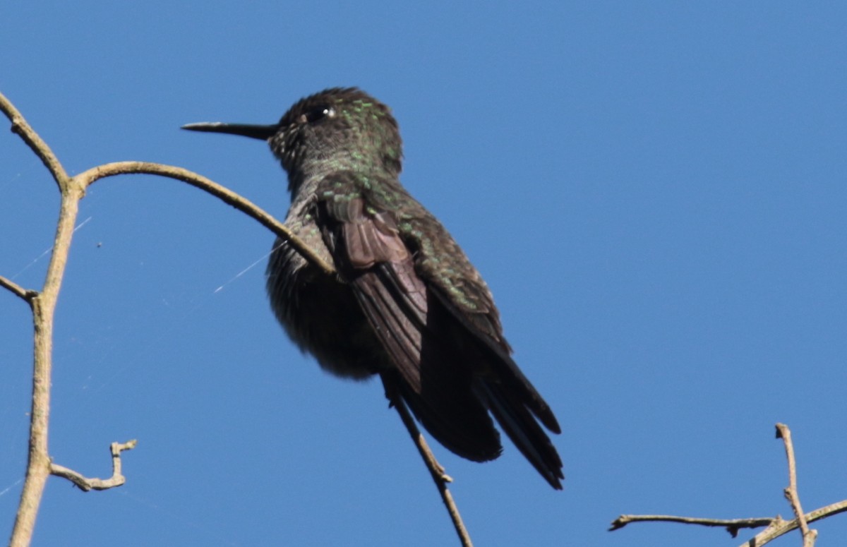 Sombre Hummingbird - Anonymous