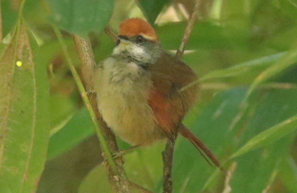 Rufous-capped Spinetail - Anonymous
