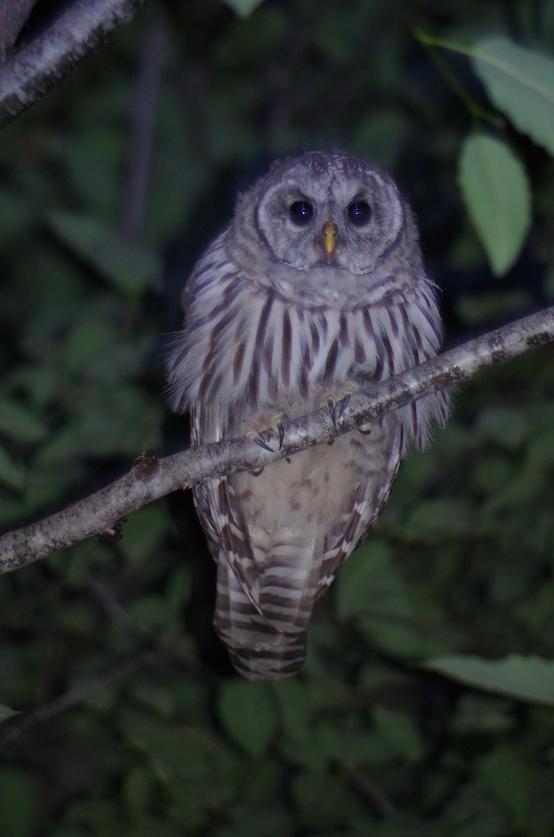 Barred Owl - ML66674361