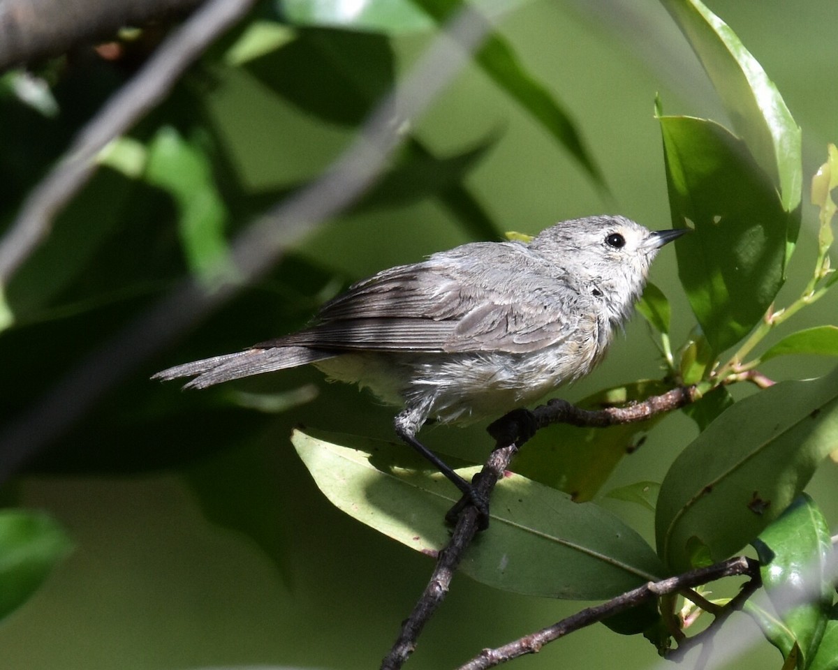 Lucy's Warbler - ML66678911