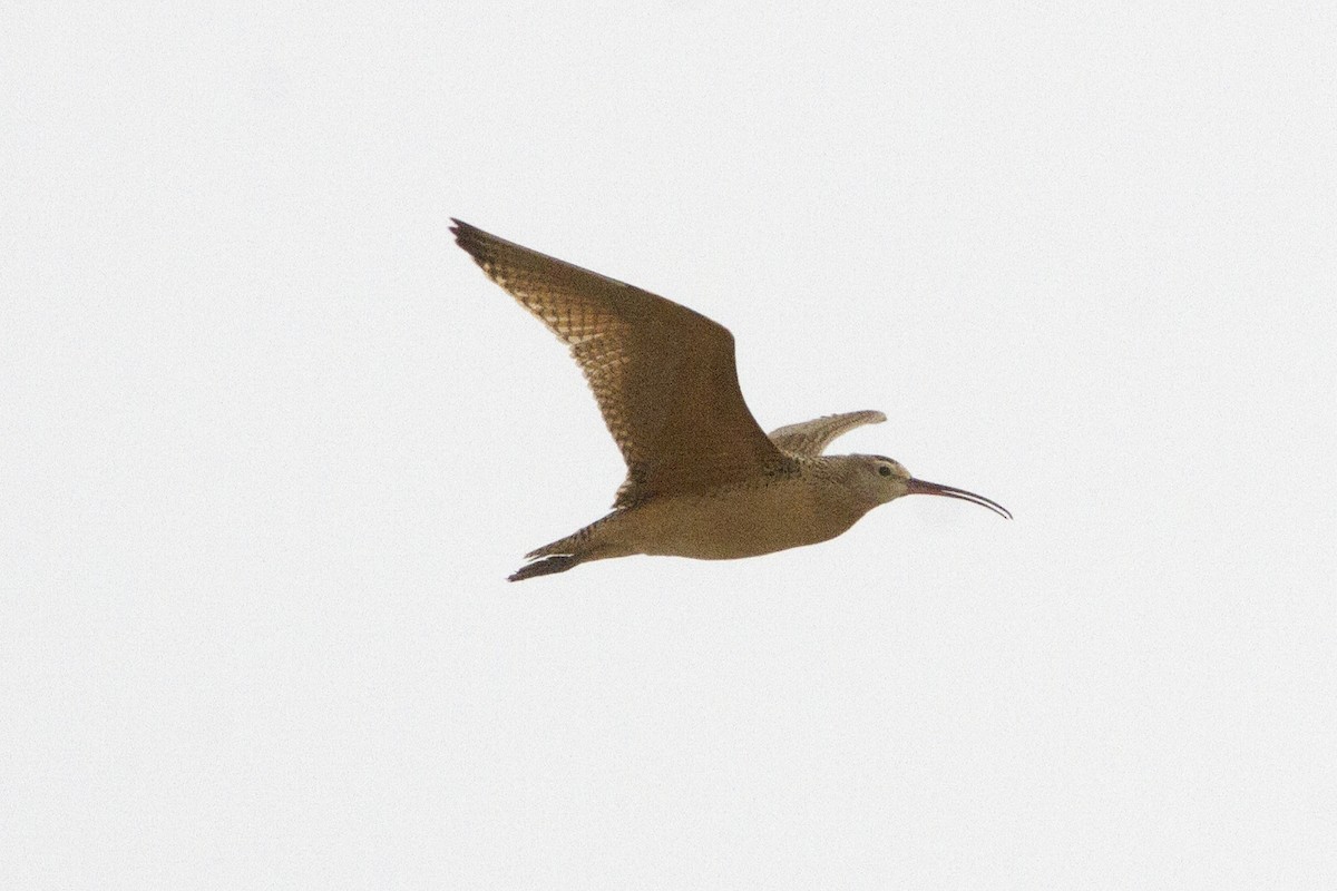Long-billed Curlew - ML66679041