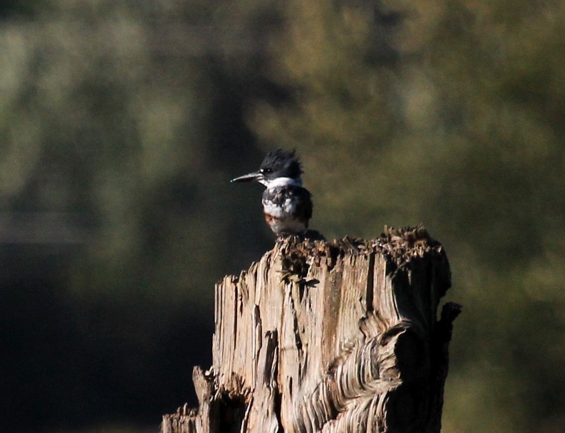 Belted Kingfisher - ML66680131