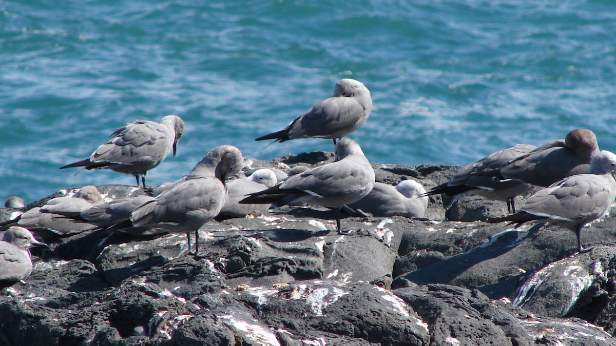 Gray Gull - Deva Migrador