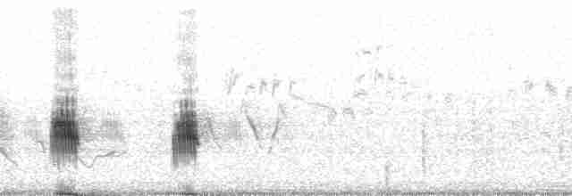Büyük Kahverengi Kırlangıç (tapera) - ML66682