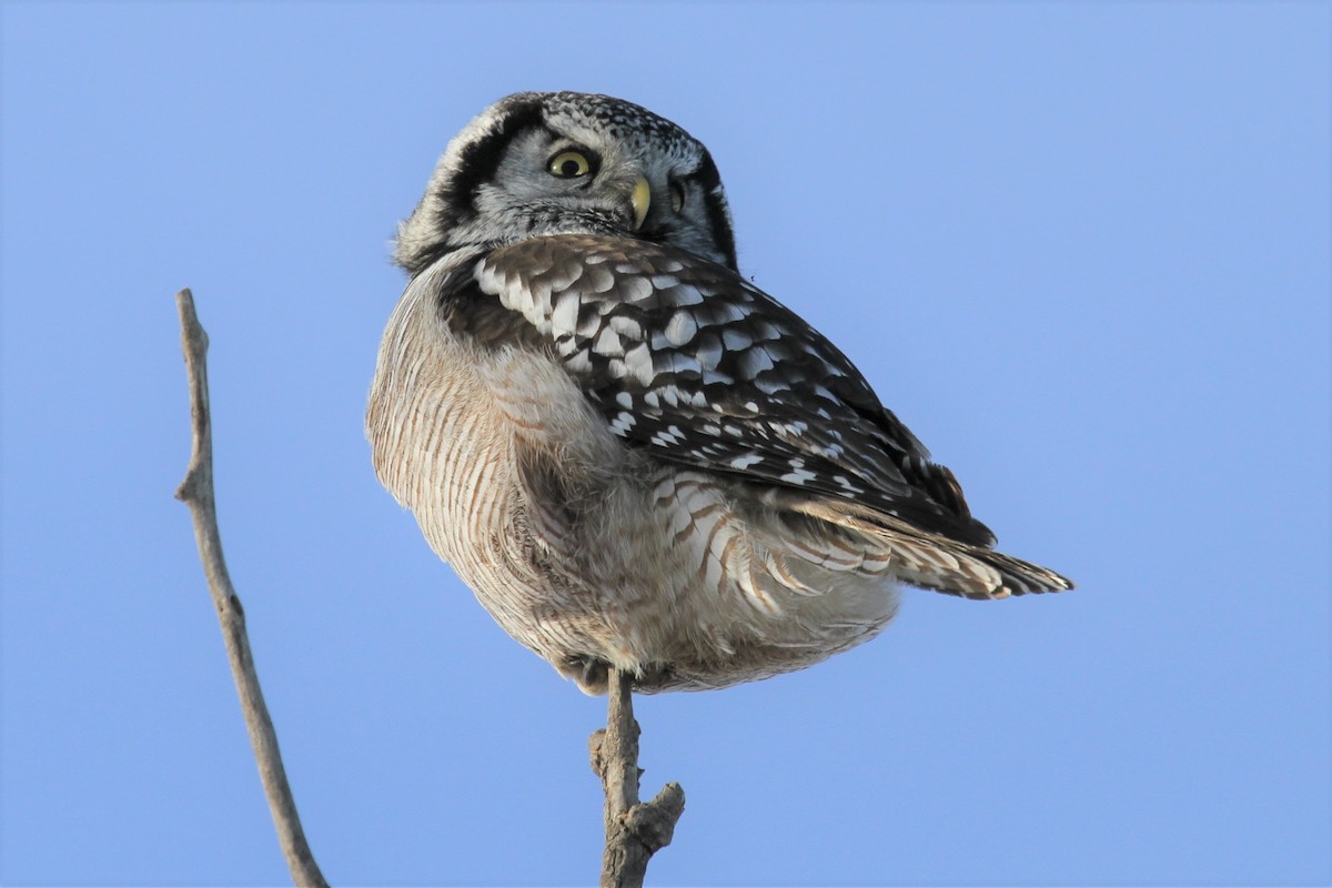 Northern Hawk Owl - Geoffrey Urwin