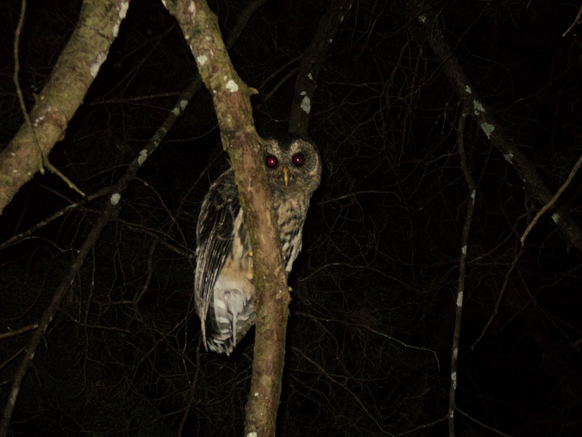 Mottled Owl - Abizai  Chinchilla