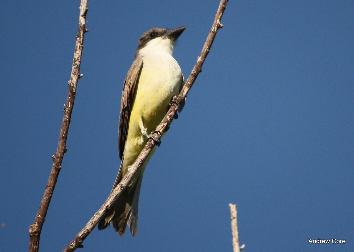Thick-billed Kingbird - Andrew Core