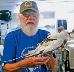 White-tailed Tropicbird - Animal Rehabilitation Keep Live Stranded Rarities