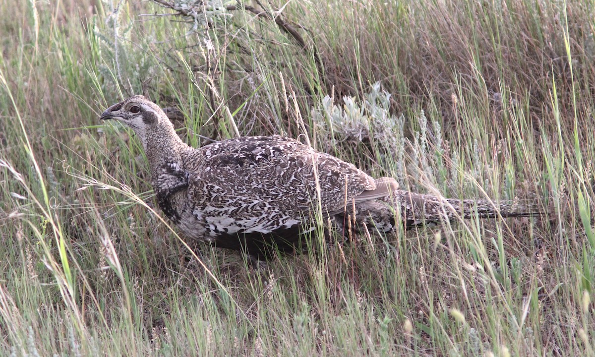 Greater Sage-Grouse - Sean Fitzgerald