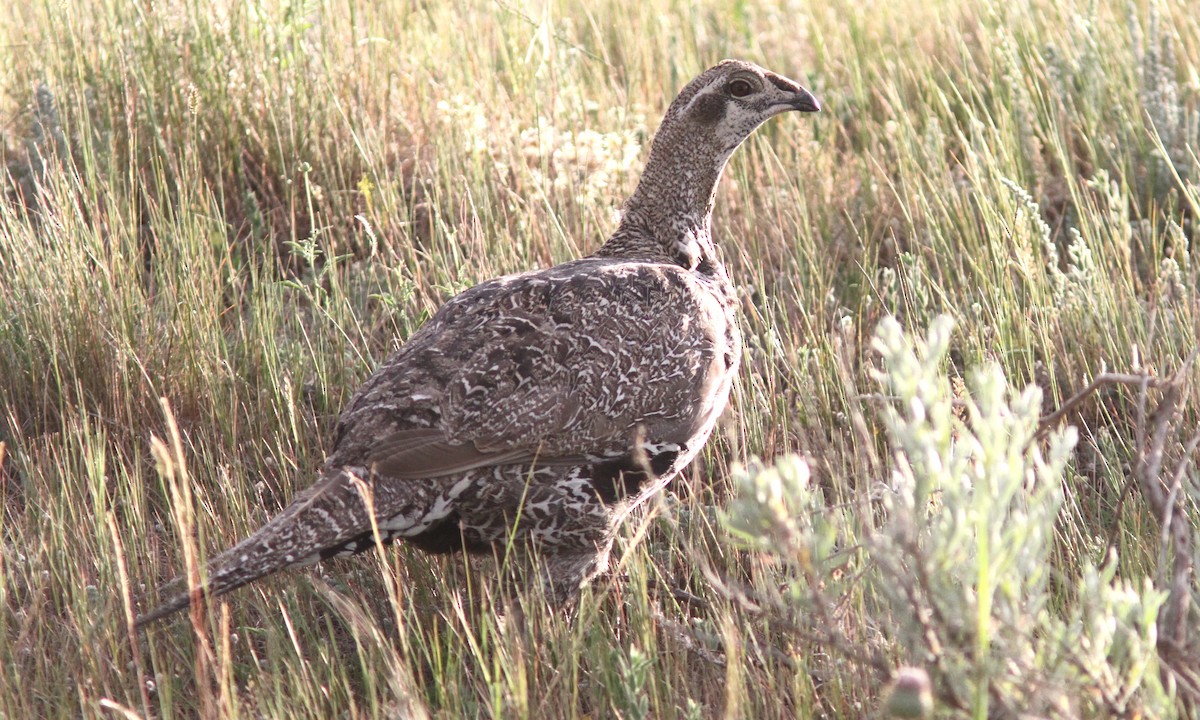 Greater Sage-Grouse - ML66688231