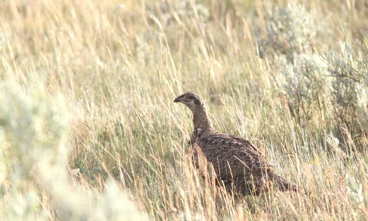 Greater Sage-Grouse - ML66688411