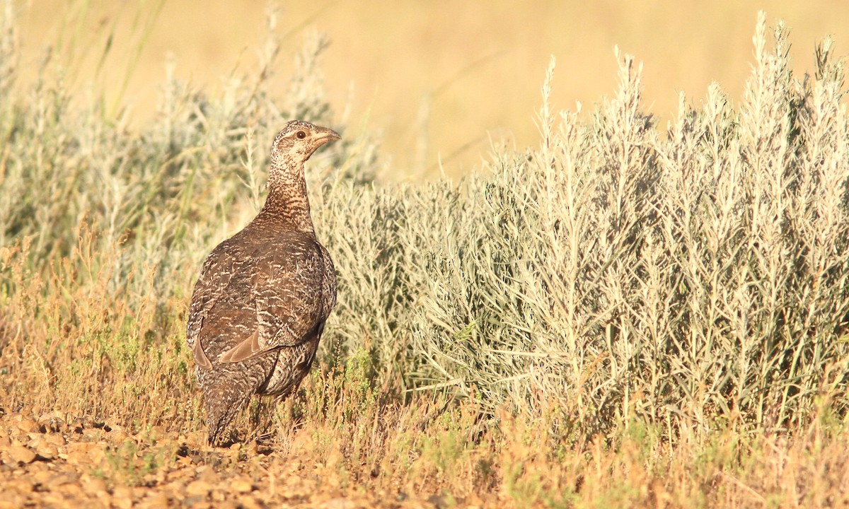 Greater Sage-Grouse - Sean Fitzgerald