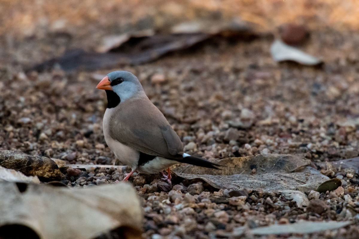 Long-tailed Finch - Raphaël Nussbaumer