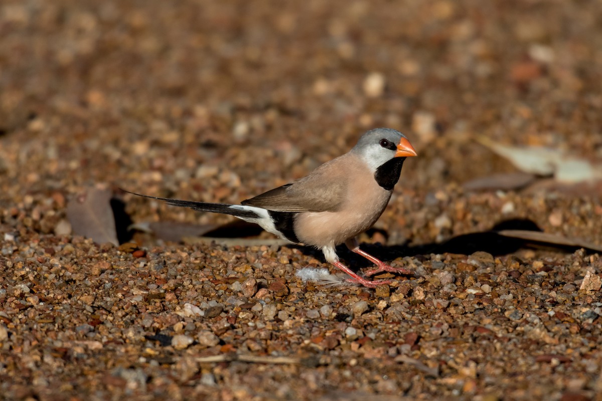Long-tailed Finch - ML66690851