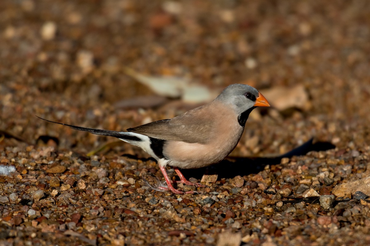 Long-tailed Finch - Raphaël Nussbaumer