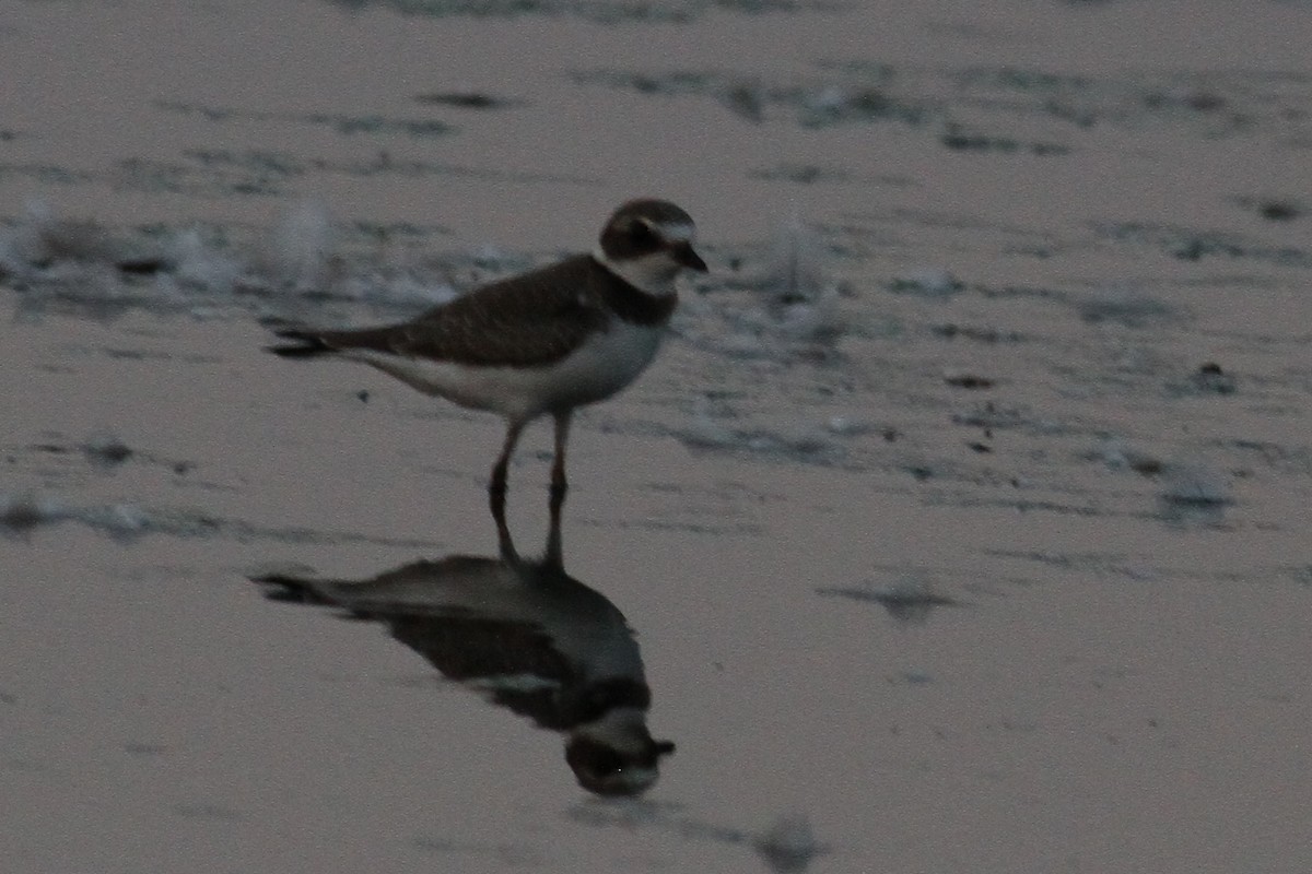 Semipalmated Plover - ML66693031